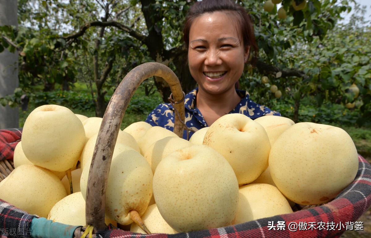 梨小食心虫防治最佳时间,梨小食心虫的为害症状