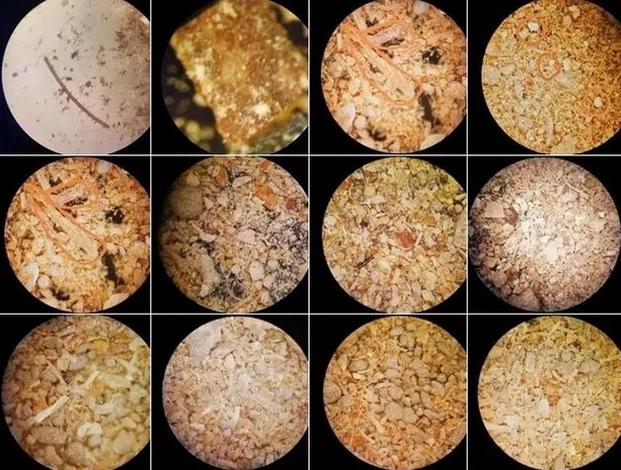 猪呕吐打什么针？猪呕吐是什么原因？这四种情况要重视起来