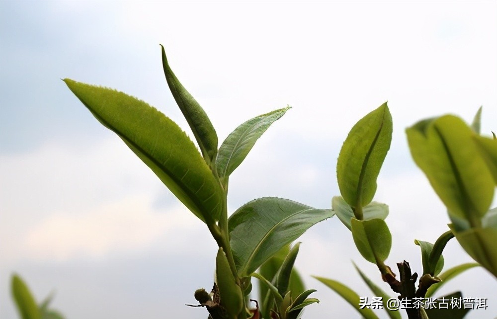 如何快速鉴别普洱茶的新茶和陈茶,如何鉴别普洱的价格