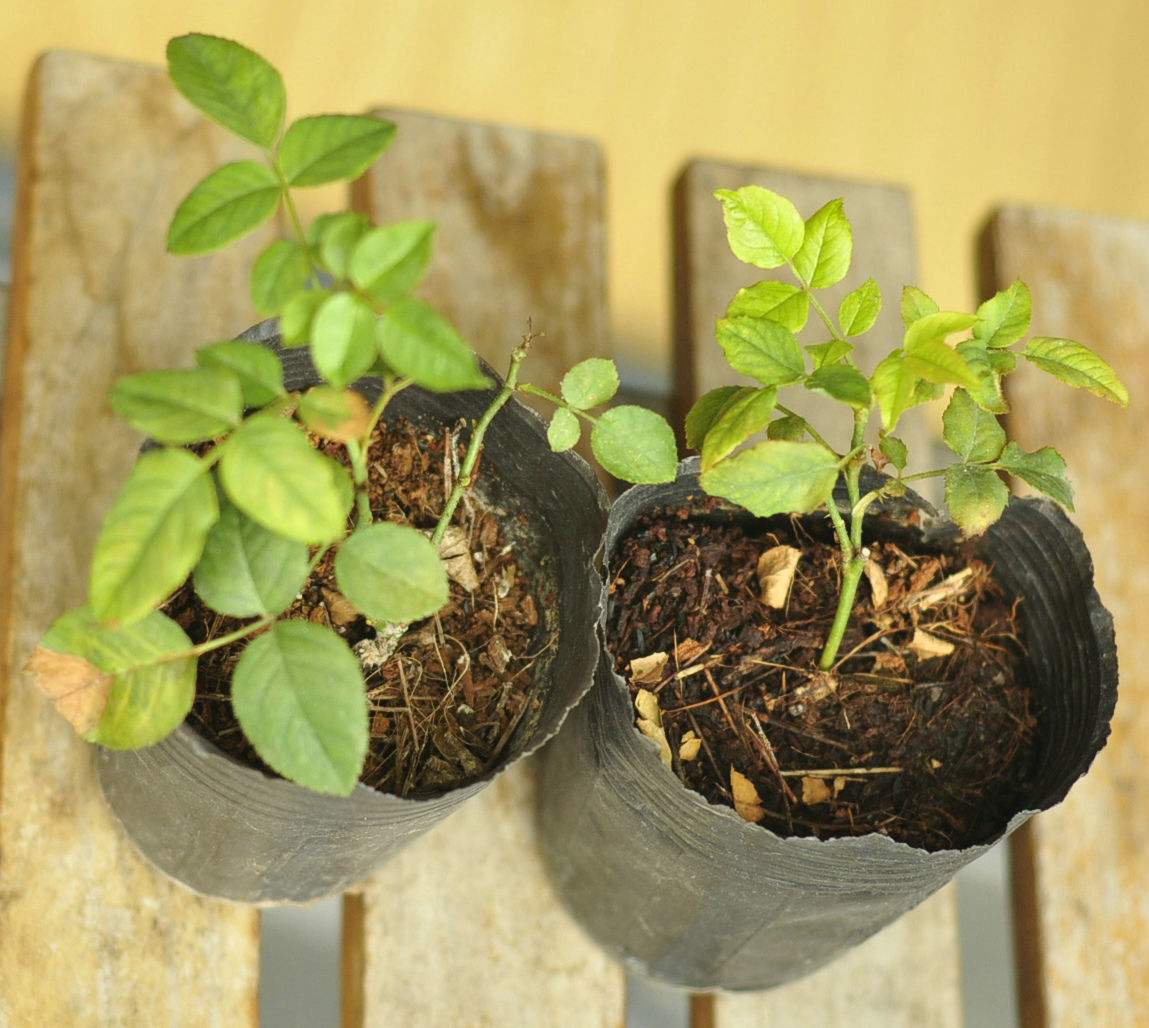 月季水浇多了黄叶了咋办,月季水浇多了嫩芽打蔫怎么办