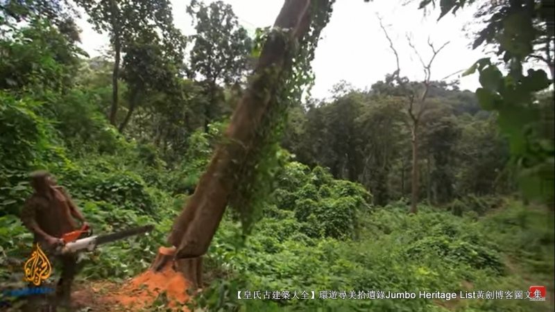 第1844回：皆伐破坏栖息生态，间伐劳工大象伐木