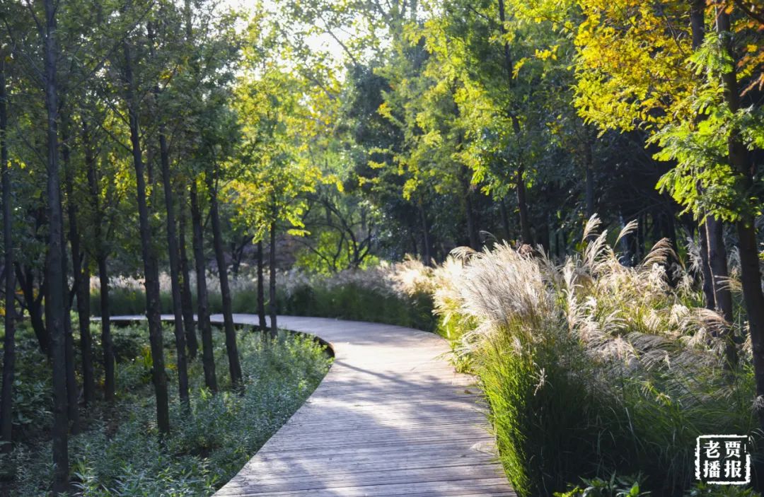 洛阳一大型网红公园免费开放,洛阳湿地公园网红打卡地