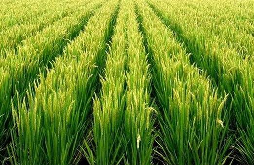 多效唑的使用方法及关注事项,多效唑能不能控旺多效唑