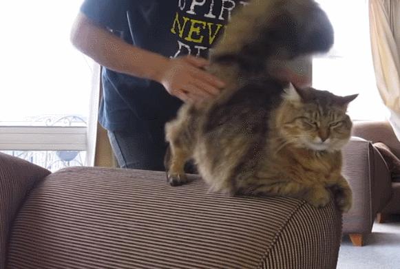 猫咪的快乐就是晃头晃脑,猫咪的隐藏开关