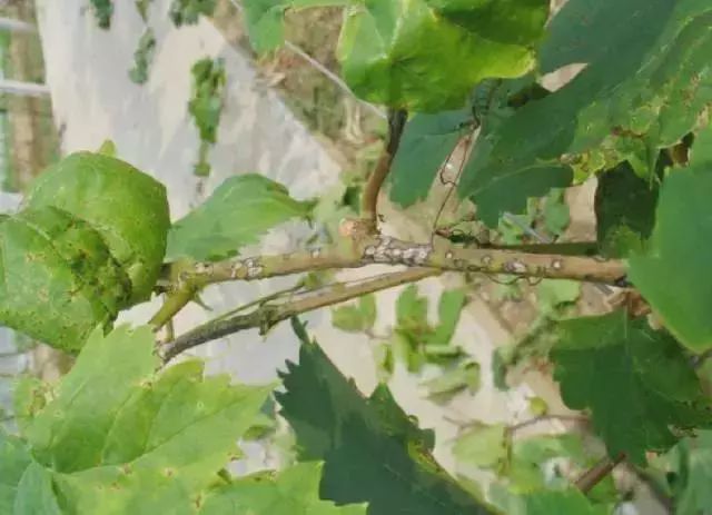 夏黑葡萄常见病害及防治,葡萄开花前常见的病害