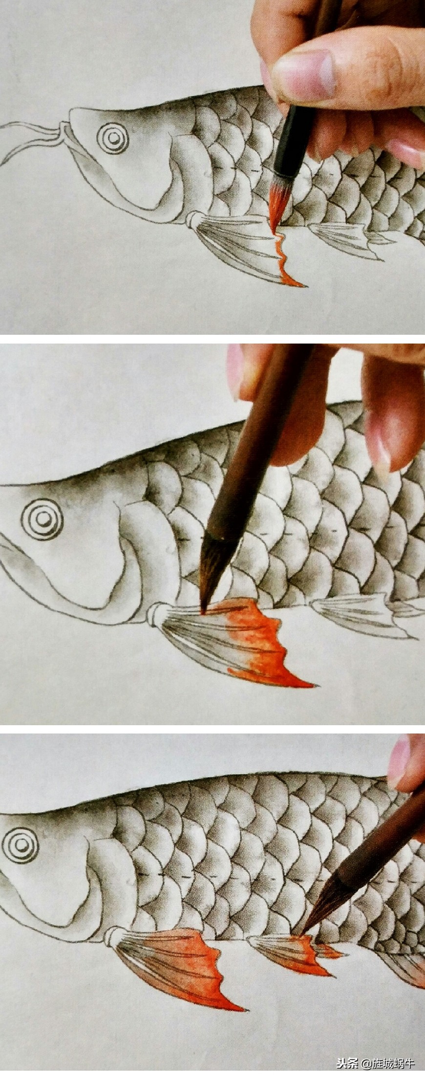 工笔金龙鱼渲染技法分享,工笔分染金龙鱼教程