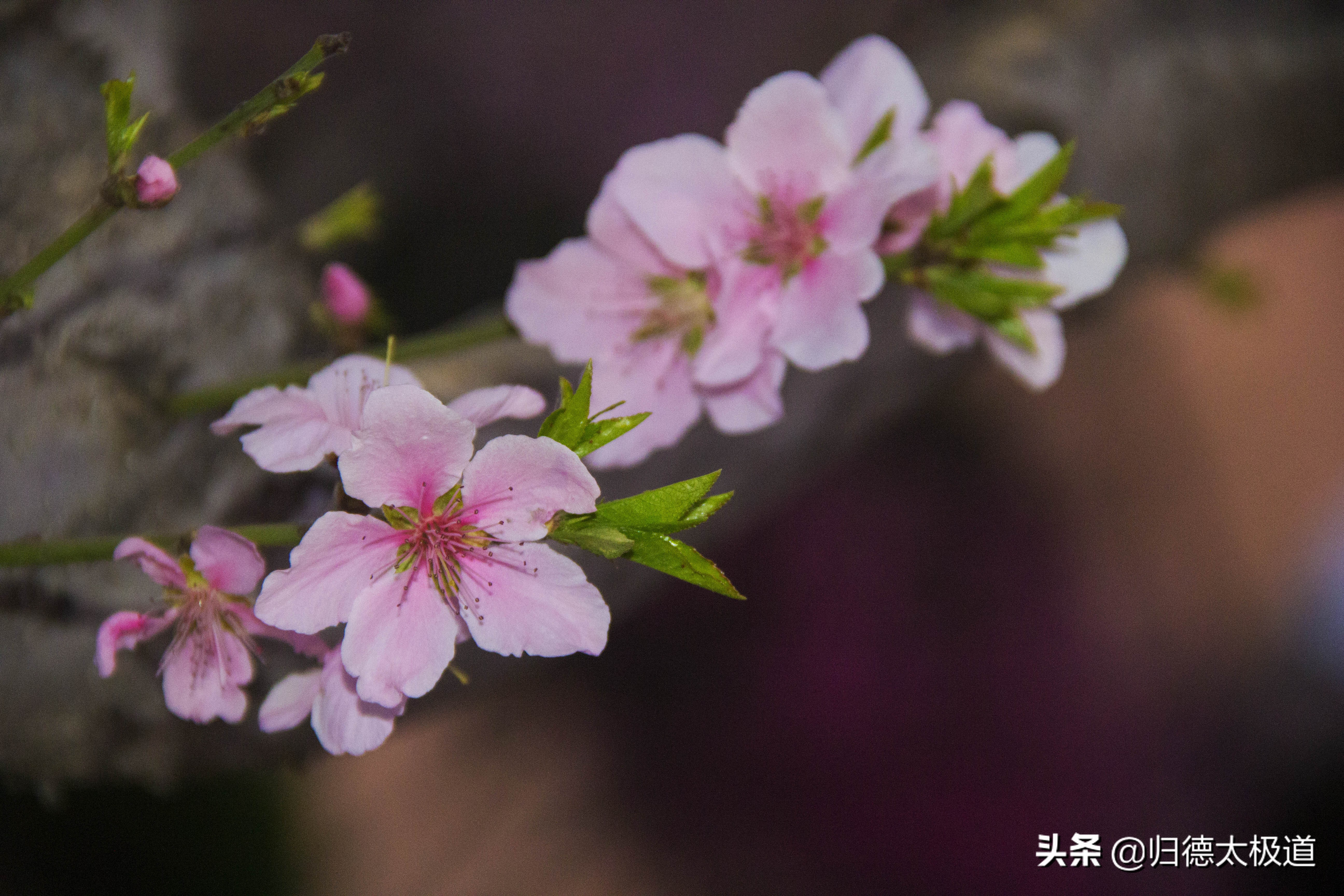 “东风袅，蝶花妖，俏蕊风流自艳摇”。少有人欣赏，它是谁？