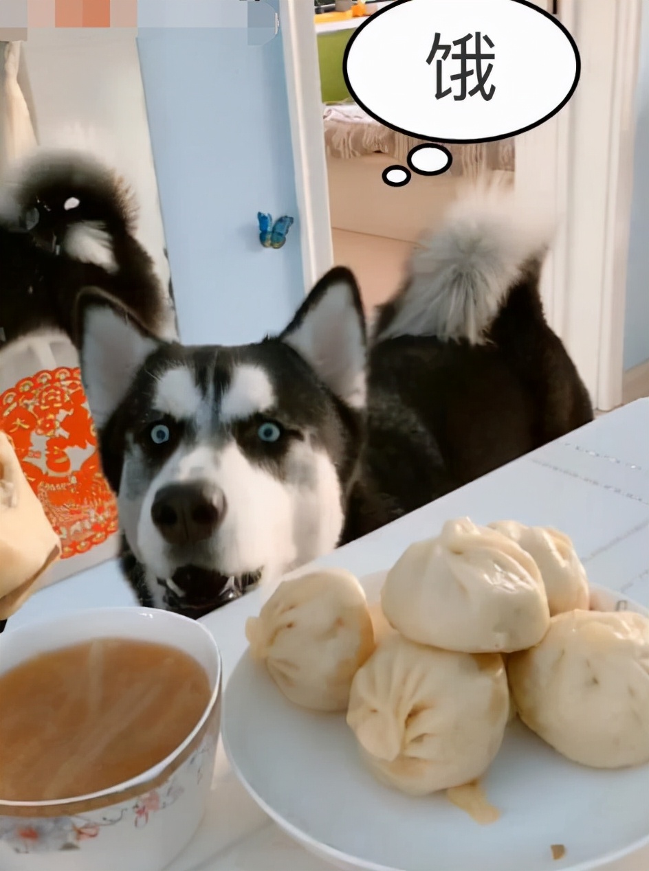 哈士奇挑食不吃饭瘦了好多,哈士奇挑食不给零食