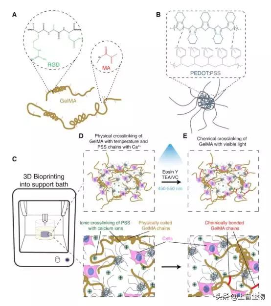 ACSAMI|UCLAAnnabi教授课题组悬浮打印高生物活性导电水凝胶