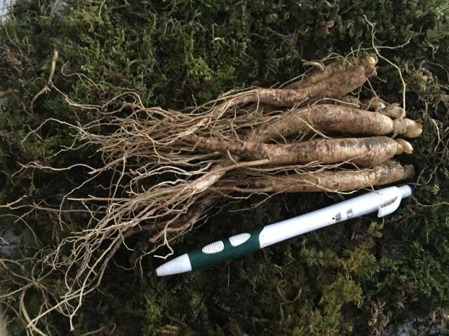 百草之王人参鲜参,人参百草之王大概多少钱一支