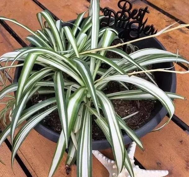 室内盆栽植物怎么杀菌,家里绿植叶子怎么清洁更亮