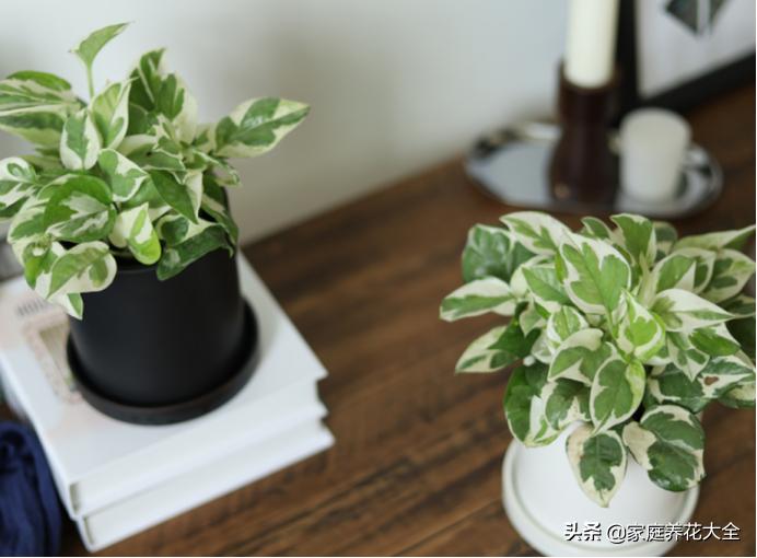 绿萝叶子有白色的东西怎么处理,绿萝叶子白斑的原因及解决方法