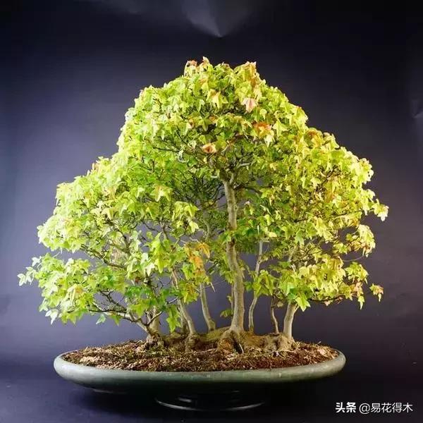 日本红枫和中国红枫有什么区别,日本红枫和中国红枫盆景的区别