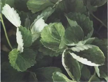 如何有效防治草莓黑星病,草莓白粉病如何预防和治疗