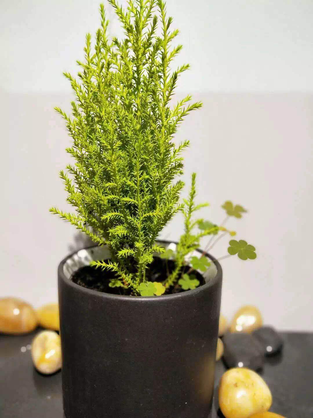 刷屏级花草，我也就拿着手机看了一下午而已！