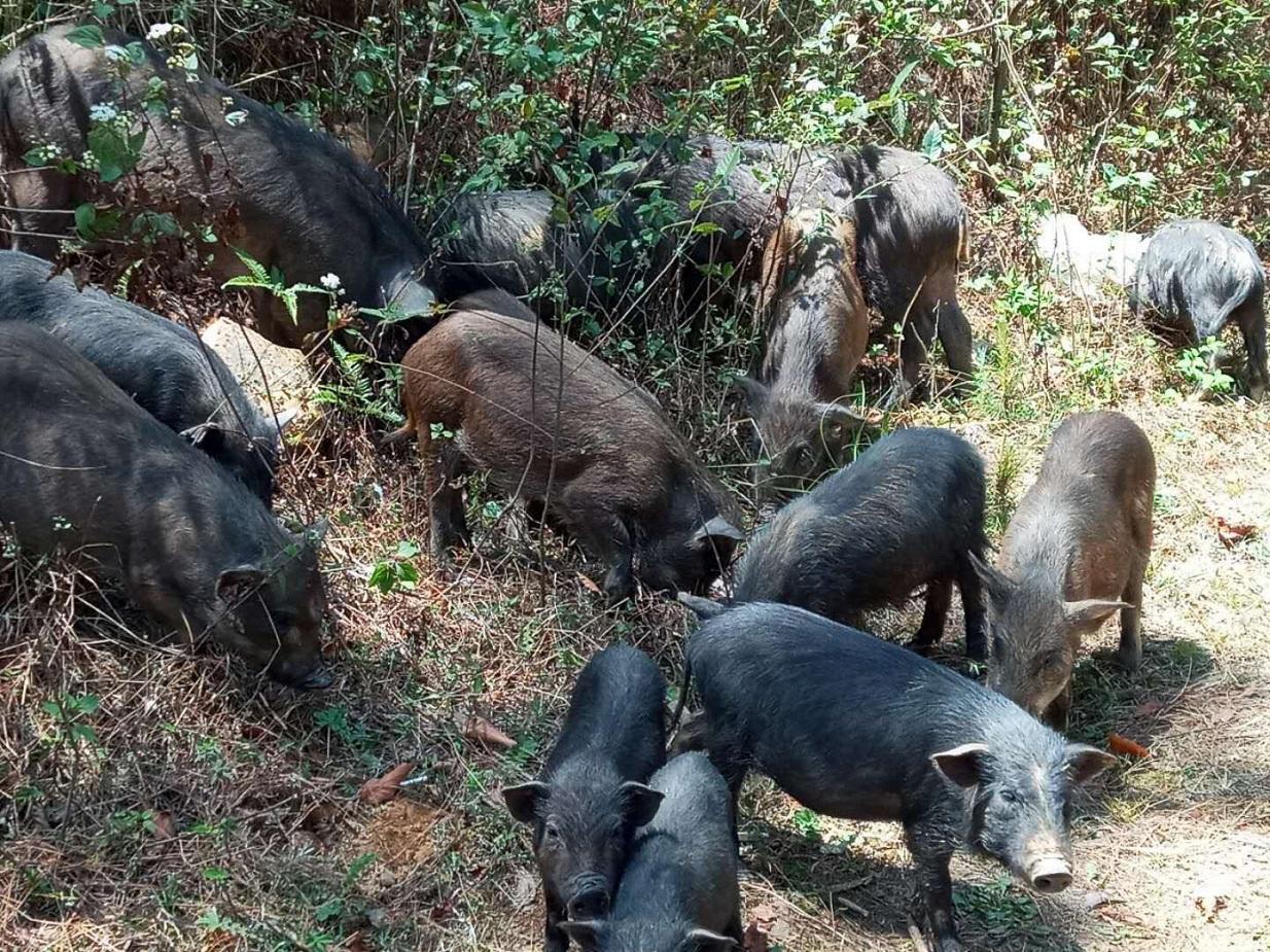 2020年家庭农场养殖扶持政策,农业合作社与家庭农场的最新政策