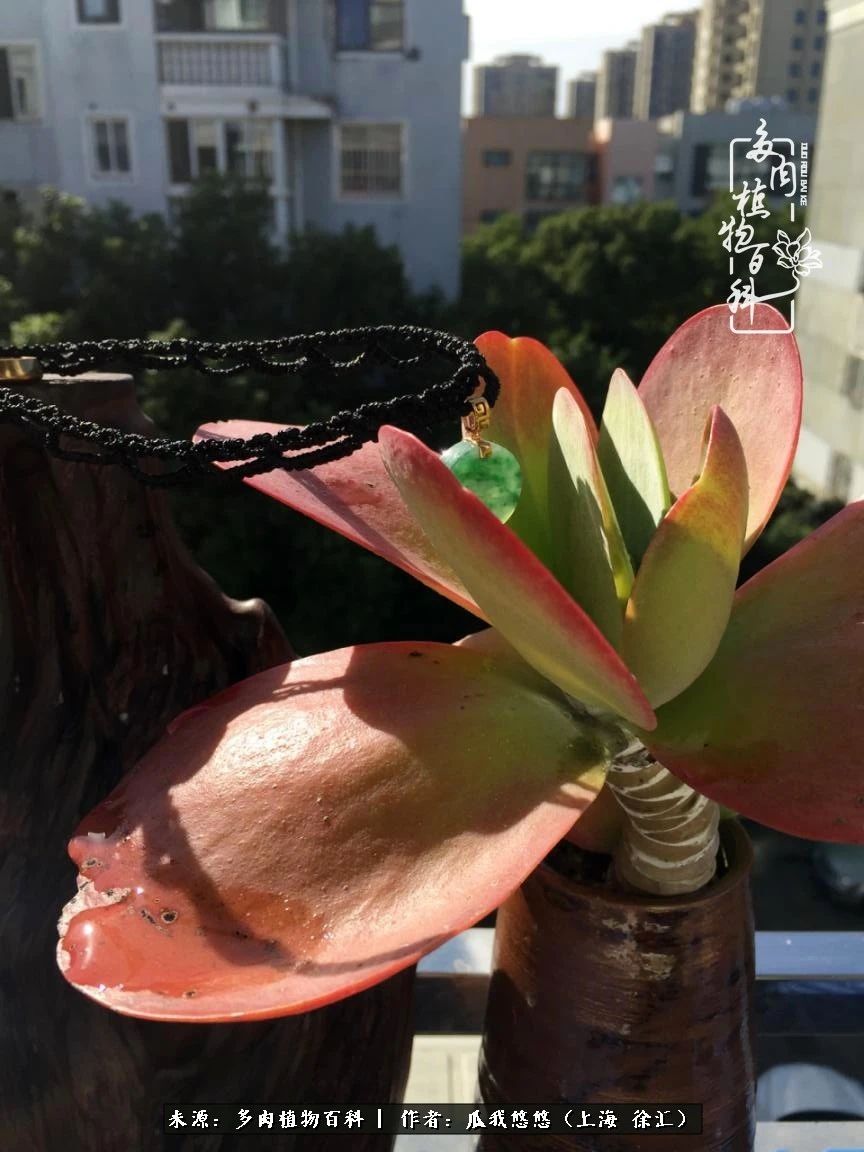 享受岁月,享受岁月静好歌曲原唱