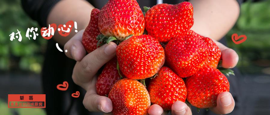 丹东特大久久红草莓,丹东九九大草莓是引进的吗