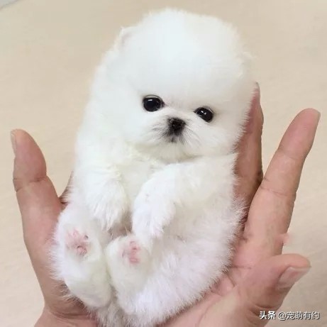 养茶杯犬需要关注什么,养茶杯犬需要关注的事项