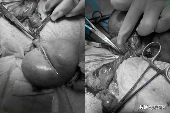 流浪猫英短生宝宝,救助被遗弃的英短蓝猫