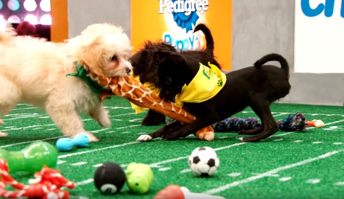 为流浪狗举办的美式足球比赛，欢迎残障狗狗参与，想帮它们找新家