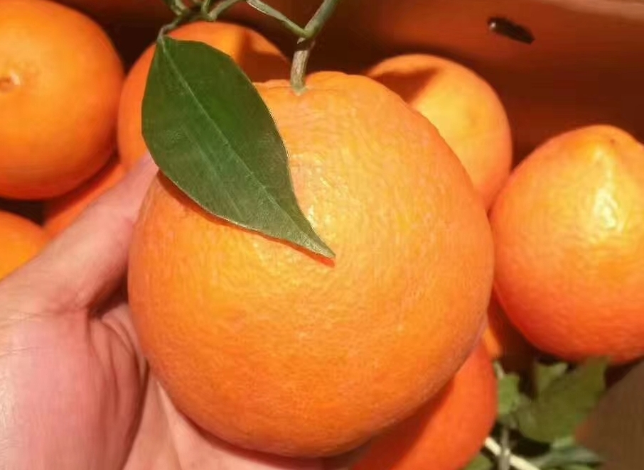 全球十大名橙排名,国内外名橙
