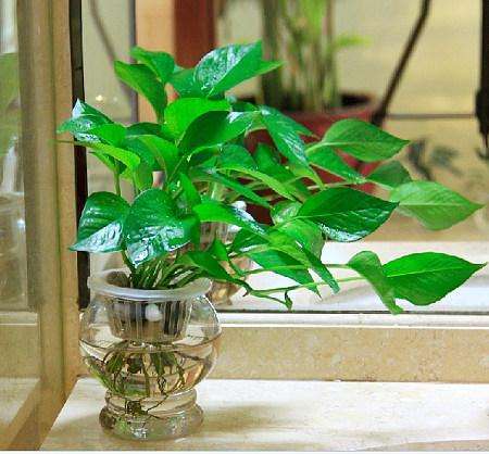 水培植物蚊虫怎么消灭,水培植物蚊子