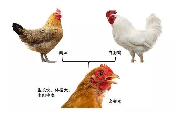 十大转基因动物,你真的了解土鸡吗