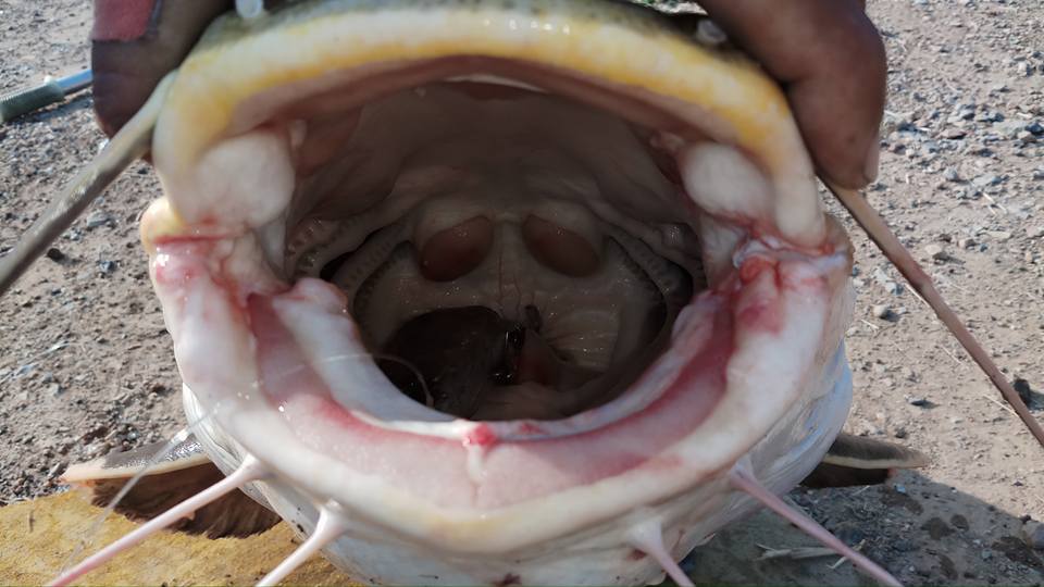 红尾鲶厉害吗,李大毛钓红尾鲶