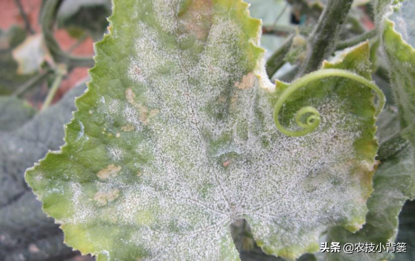 症状相似的*粉白**病和霜霉病常发生、易混淆，如何辨别？如何防治？