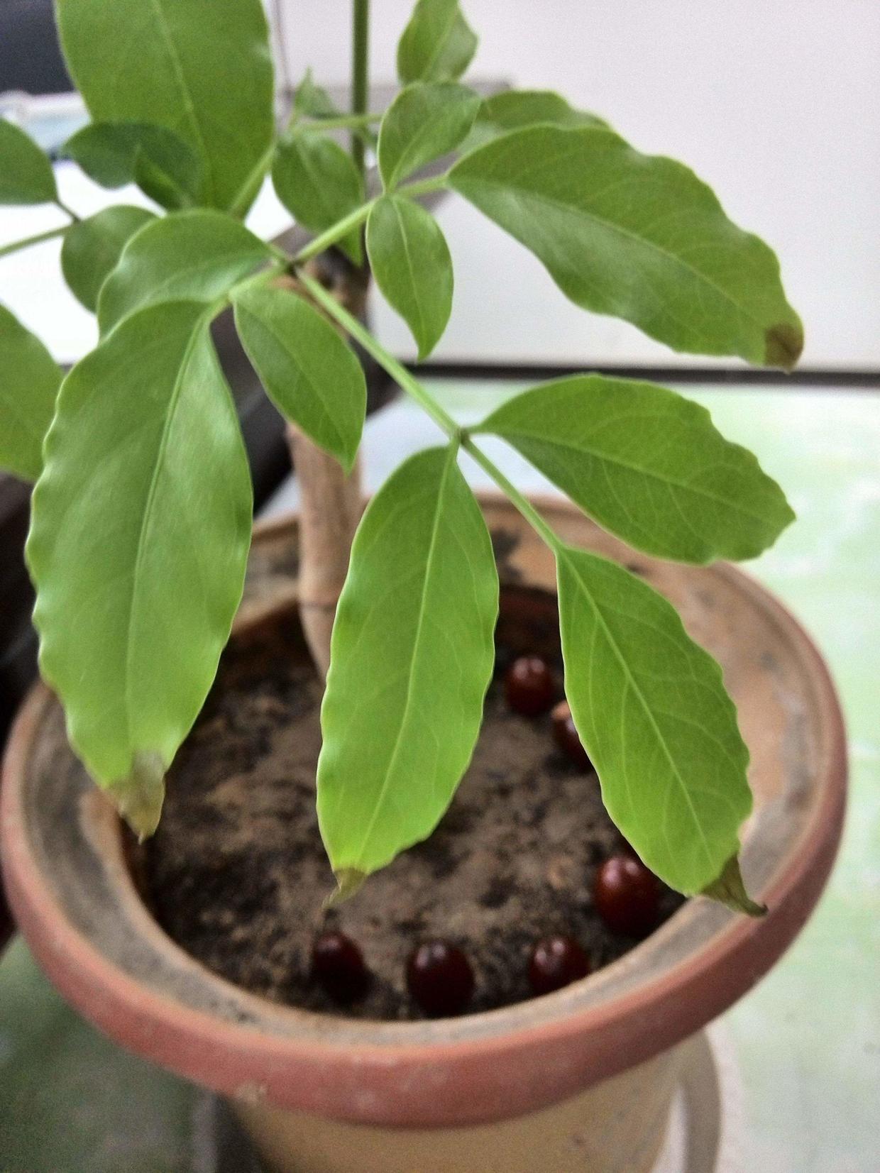 幸福树叶子发黄有粘液怎么处理,幸福树叶子浇水多了怎么办