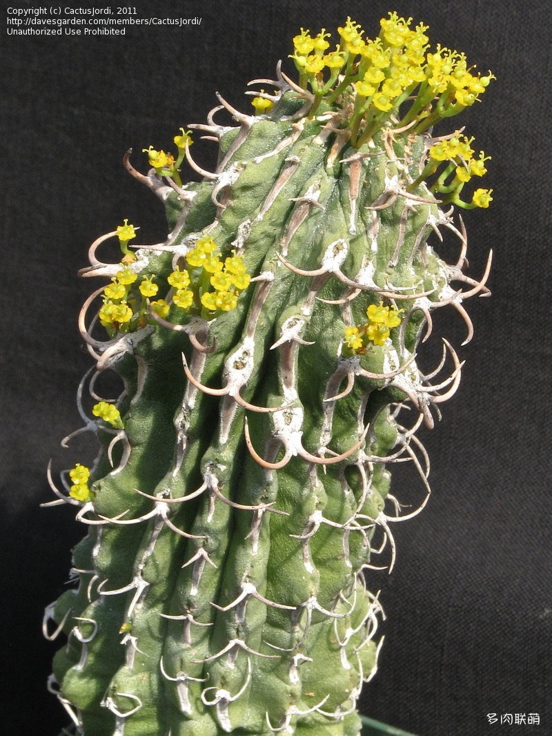 多肉奇趣麒麟好养吗,多肉植物奇葩有趣