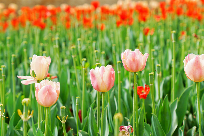 我和宿州有个约会，一场花事，一次慢旅行，探寻最烟火的宿州味道