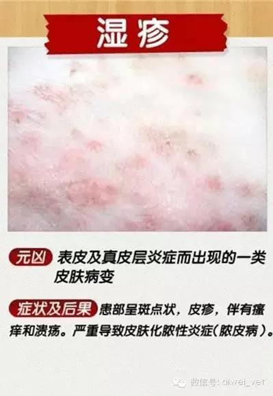 狗狗皮肤病去宠物医院如何防坑,狗狗的皮肤病用什么药好得快