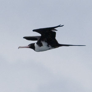 野生的鸟儿该怎么处理,鸟类如何躲避风雨