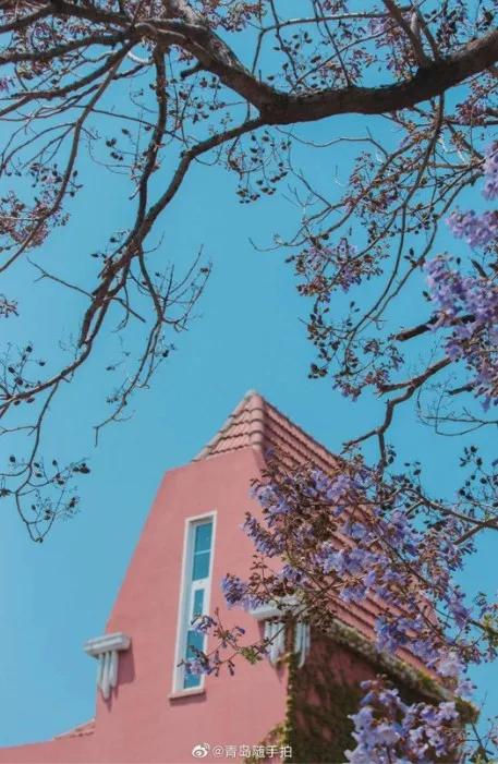 海滨老城泡桐花 (海滨老城紫色泡桐花)