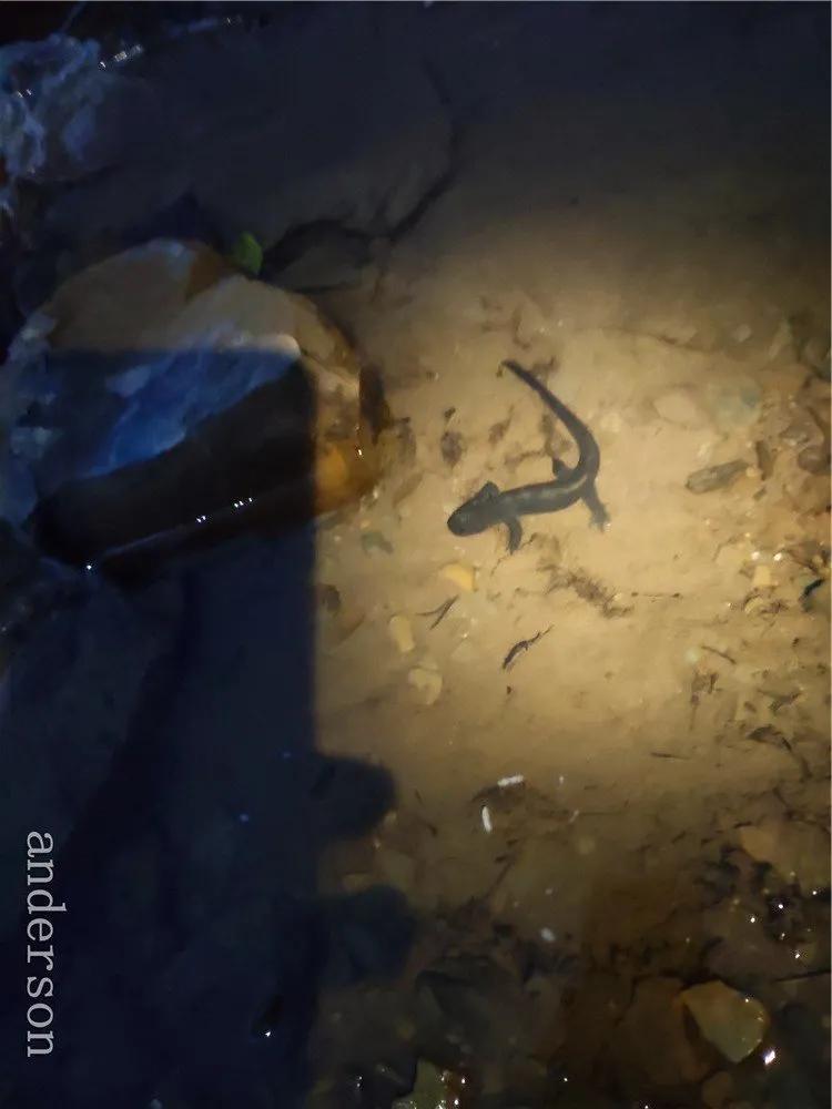 陪着贡嘎过仲秋，深夜听到女生的尖叫（上）