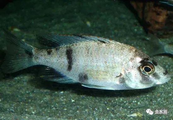 三湖慈鲷马鲷孔雀鱼多久发色,三湖慈鲷鱼之马鲷鱼