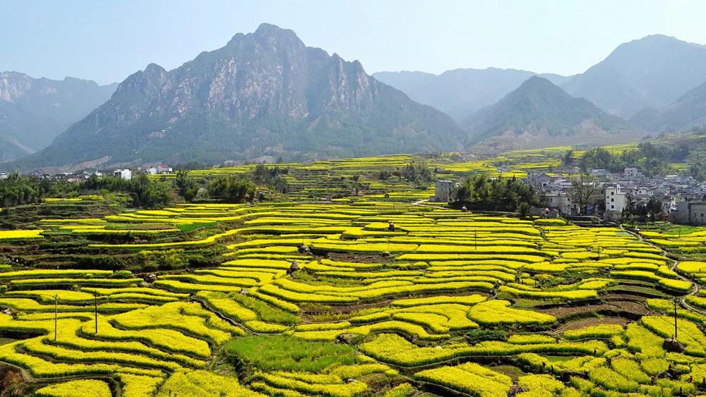 油菜花风景点,罗平县小油菜花