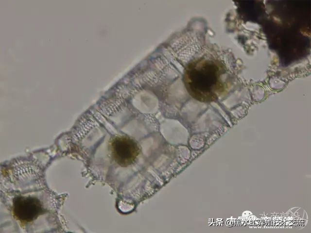 水产藻类大全图片,水产藻类知识大全