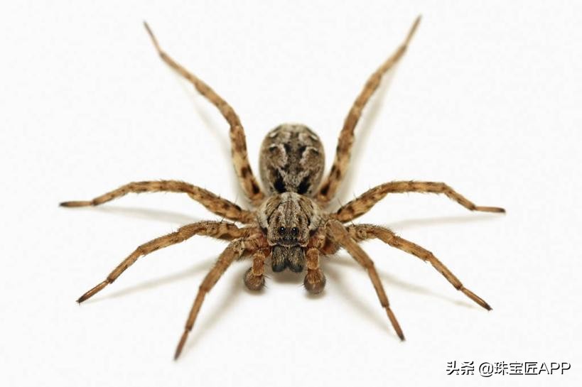 十种可怕的珠宝,珠宝手绘橙色宝石寓意什么