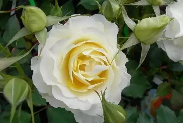 99棵月季,最值得入手的玫瑰月季