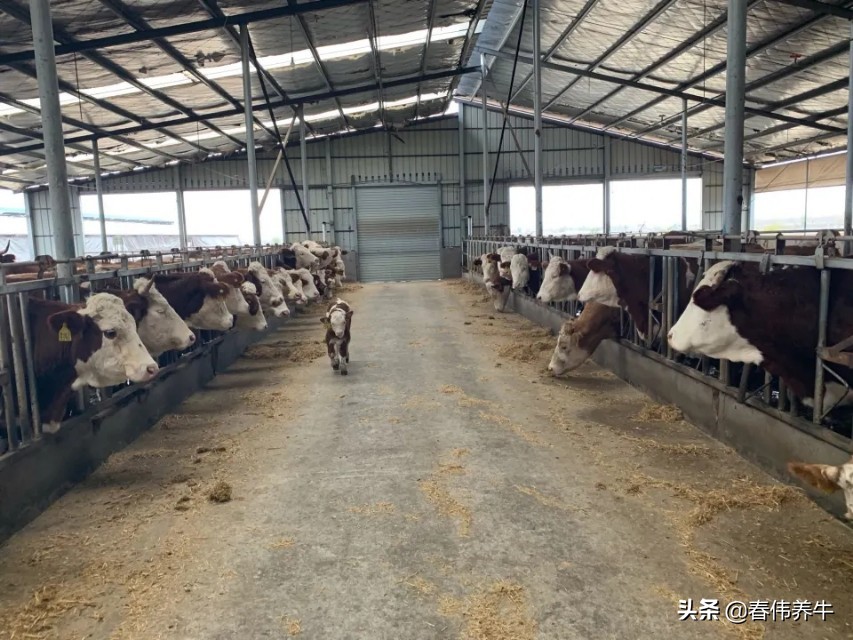 母牛下牛犊已经六个月了，但是还不发情，应该怎么治？