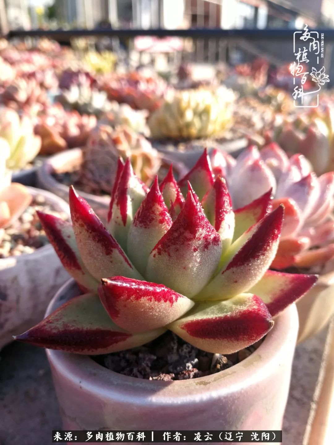 秋闲赏多肉，话育儿，亲生的自家娃，总有一刻让你怦然心动