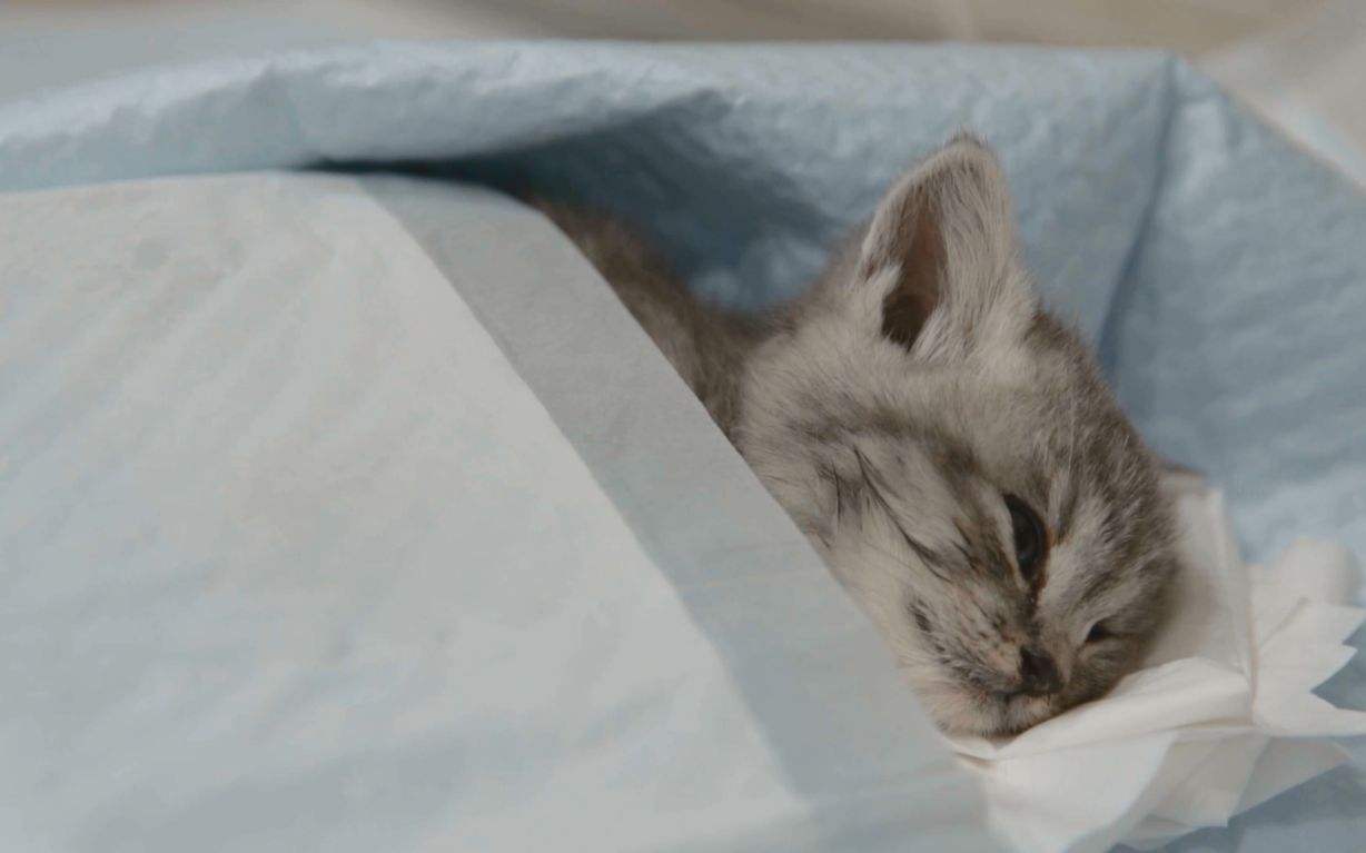 猫咪肺水肿有什么并发症,猫咪突发肺水肿非心源性