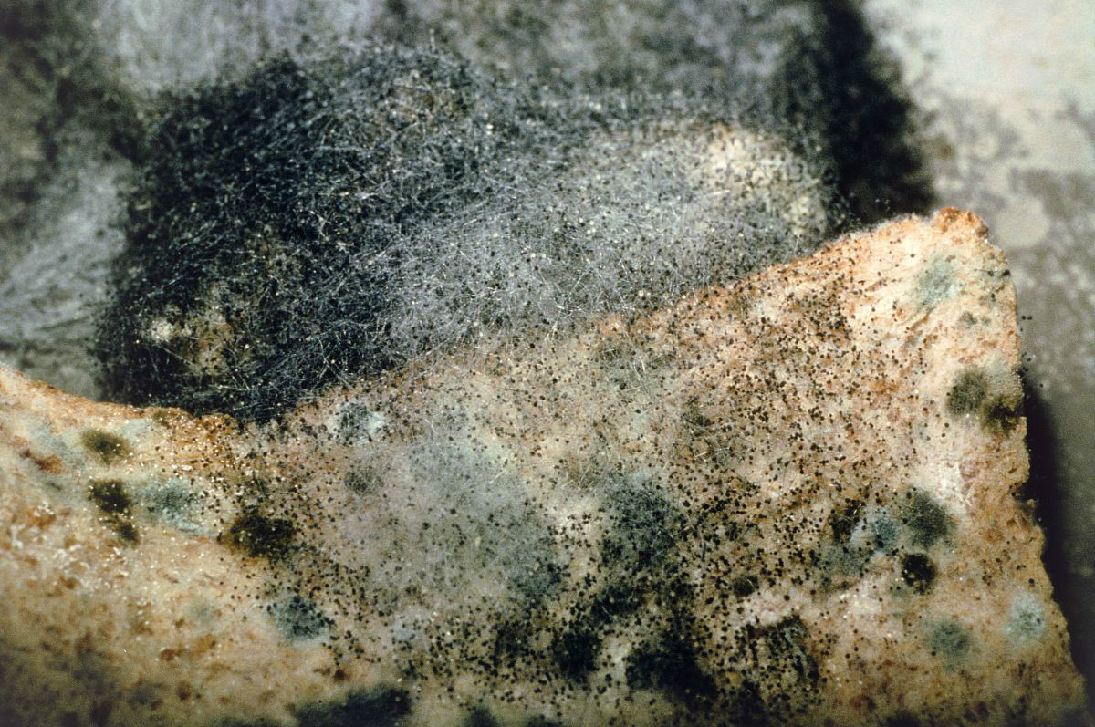 大批印度难民涌入美国怎么过去的,大量印度疫情难民涌向美边境