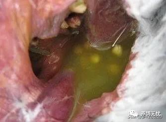 鸽子嗉囊炎可以喂酵母片吗,嗉囊炎的鸽子为什么大量饮水