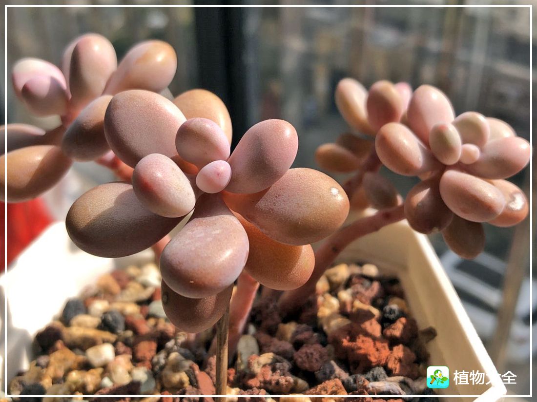 多肉植物艾伦视频,多肉植物艾伦价位