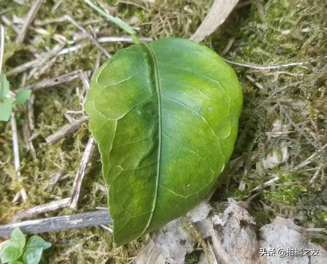 沙糖桔叶子卷缩怎么防治,沙糖桔叶片弯曲缺什么