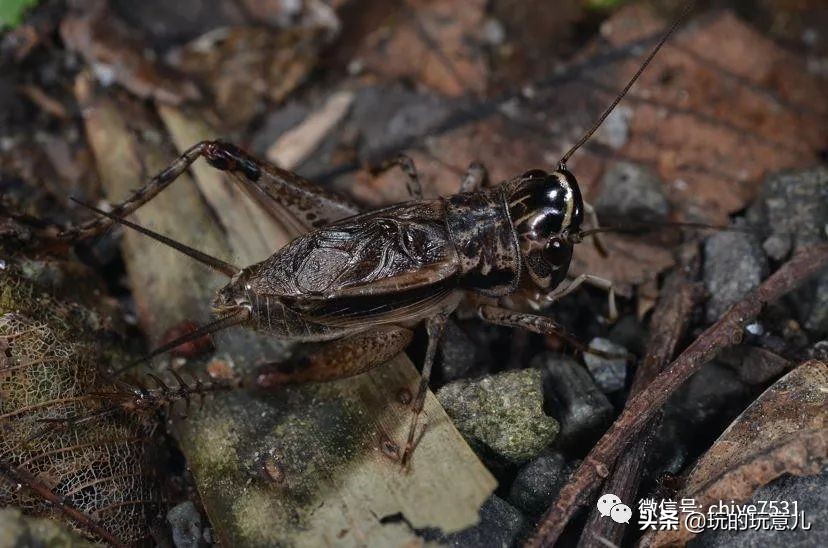 萝卜赛梨｜蝈蝈是怎么被气死的？